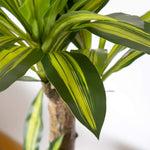plante dracaena