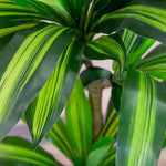 plantes dracaena