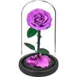 rose eternelle violette sous cloche