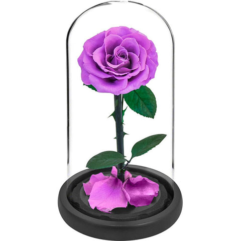 rose eternelle violette